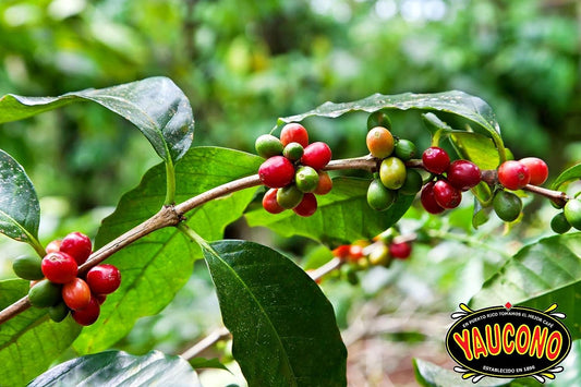 Yaucono Instant Coffee Jar (2 Pack)