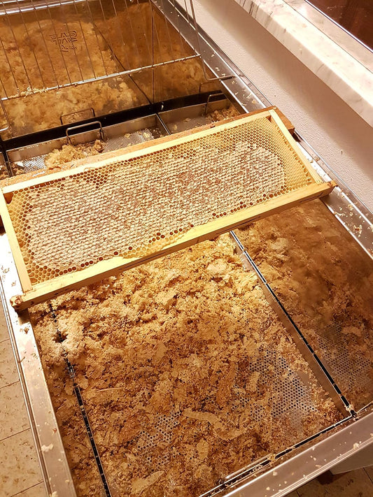 Giannetti Artisans Unpasteurized Chestnut Honey From Tuscany, Italy - Artisan Produced 8.8 Oz & 17.63 Oz Jars- 2022 Batc