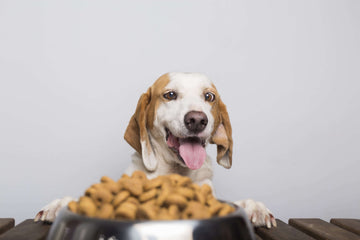 Paws & Palate: Gourmet Dog Dining for Health and Happiness