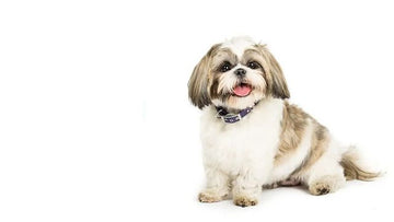 Everything Your Dog Needs in One Place