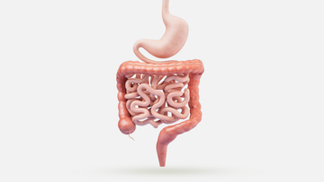 Unlocking the Secrets of Your Digestive System: Gut Health, Probiotics, and More