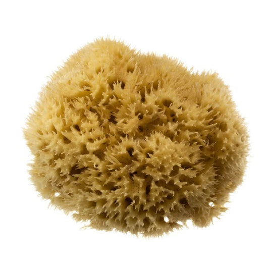 Hydrea London Mediterranean Honeycomb Sea Sponge For Bathing 5-5.5