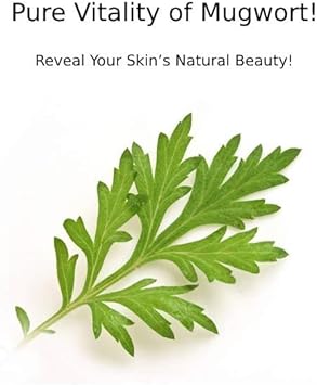 Charmzone Mugwort Skin The Original 4.06Oz - Made With Mugwort Extract, Refreshing And Nourishing For Hydrated Skin