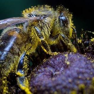 Bee Pollen Granules, 100% Raw, Superfood Packed With Proteins, Vitamins & Minerals. Source Of Vitamin B, Amino Acids, & Antioxidants. Keto, Paleo Friendly, Gluten Free