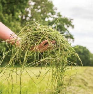 Blue Mountain Hay | Fresh Timothy Hay (24 Ounce) | Great For All Ages | High-Altitude Hay Pet Food For Rabbits, Guinea Pigs, Chinchillas, Hamsters, And Other Small Pets