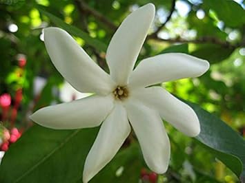 Monoi Tiki Tahiti Rouge Tiare Body Suntan Bronzant Coconut Oil Just | For Outdoor Body Tanning | Hydrating Body Oil | Natural Skin Moisturizer |