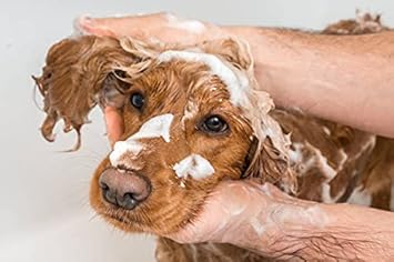 Aqueos Antibacterial, Antiviral & Antifungal Dog Shampoo for Itchy Skin, Minor-Wounds Cuts Grazes Skin Irritations & Sensitive Skin | Soothing & Deodorising Medicated Shampoo Alternative | 1 Litre : Amazon.co.uk: Pet Supplies