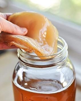 Kombuchaorganic Large (5 Litre) Certified Organic Kombucha Scoby - Live Culture Quality Assured By Ukas Lab Outstanding And Unique Quality Cultures