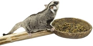 Coconut Cup With Perch - Natural Wooden Mounted Food & Treat Bowl Cage Accessory Climbing Perch - Sugar Gliders, Parrots, Marmosets, Degus, Squirrels, Rats, Mice, Birds, & Other Small Pets