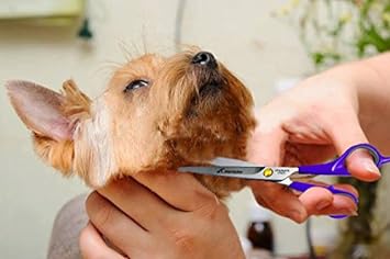 Hertzko Pet Grooming Shears Kit - Safety Fur Trimming for Dogs, Cats, Rabbits – Stainless Steel Dog Hair Cutting & Grooming Scissors Tool with Safety Rounded Tip (Safety Shears) : Pet Supplies