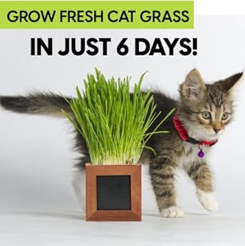 Organic Indoor Cat Grass Kit - 3 Wooden Planters, Certified Seeds, and Premium Soil for Happy Cats. Delight Your Feline Friends with The Ultimate Cat Grass Experience! (Catgrass Refill Kit) : Patio, Lawn & Garden