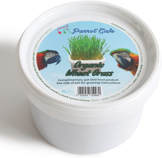 Parrot Cafe Organic Wheat Grass Parrot Treat - Grow Your Own