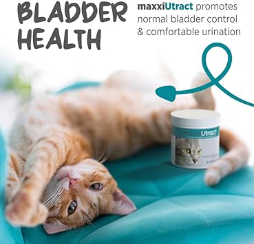 maxxipaws maxxiUtract Urinary and Bladder Supplement for Cats – Helps Prevent UTI Recurrence, Support Feline Bladder Control and Urinary Tract System Health – Cranberry Formula Powder (3.2 oz) : Pet Supplies