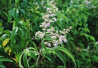 Foodherbs Notchi Leaf Powder | 200 G / 0.44 Lbs | Vitex Nigundo | Nirgundi