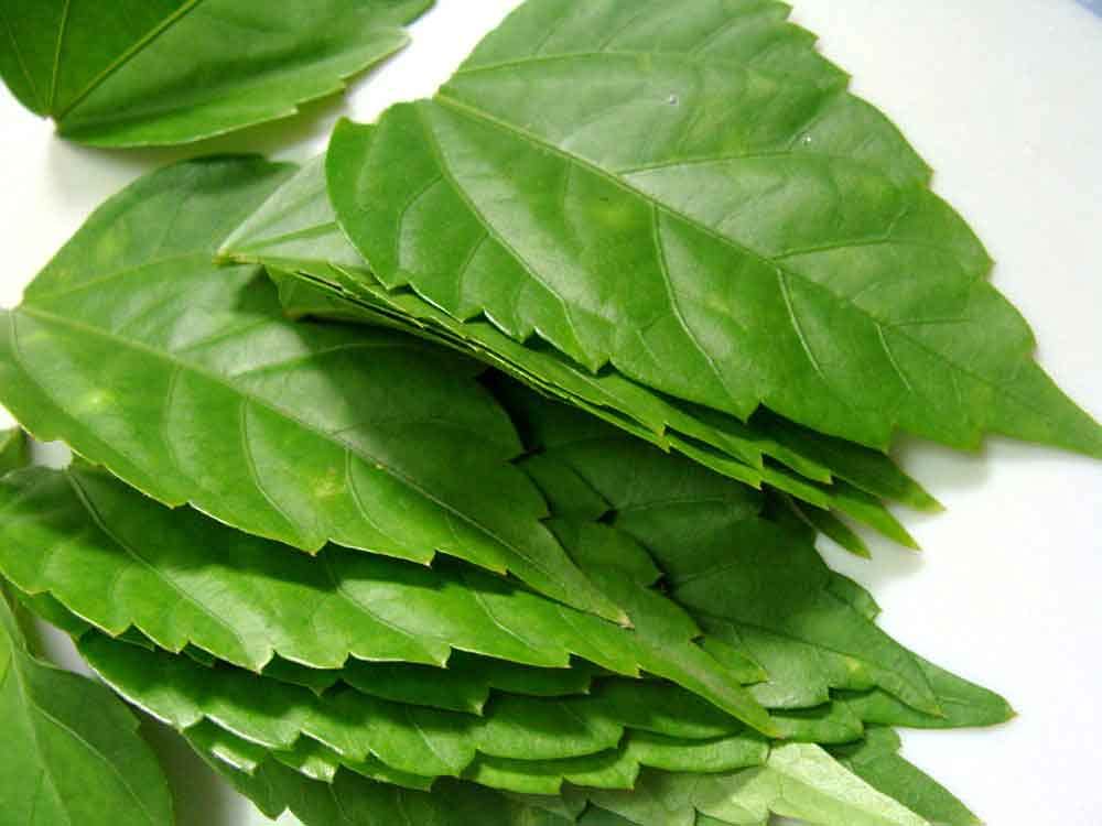 Foodherbs Hibiscus Leaf Powder | 200 Gms/0.44 Lbs | Natural Hair Conditioner And Growth Promoter | Prevents Premature Graying And Hair Fall | Ideal For Homemade Shampoo : Beauty & Personal Care