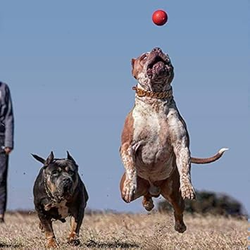 Pet Supplies : Bully Max Indestructible Dog Ball Toy for Aggressive Chewers - Dog Chew Toy for Puppy, Adult, Small, Medium & Large Dogs - Durable Balls for Dogs to Fetch for Indoor & Outdoor - Guaranteed to Last : Amazon.com