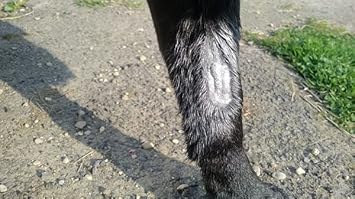 Aqueos Spray on Plaster for Dogs, Cats, Horses and All Animals - Protects Minor Wounds from Germs, Insect and Fly for use in Dog First Aid Kit / 200ml : Amazon.co.uk: Pet Supplies