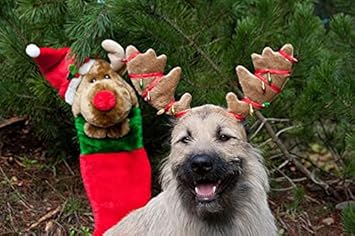 Blue Dog Bakery Sleigh Bell Softies, Gingerbread Flavor, 10 Ounces : Pet Supplies