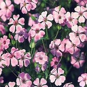 Fresh 50 Semi - Semi Saponaria Vaccaria Rosa Fiore