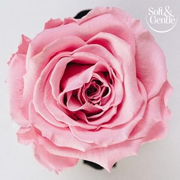 Soft & Gentle Fresh Blossom Anti-Perspirant Roll On Deodorant 50Ml