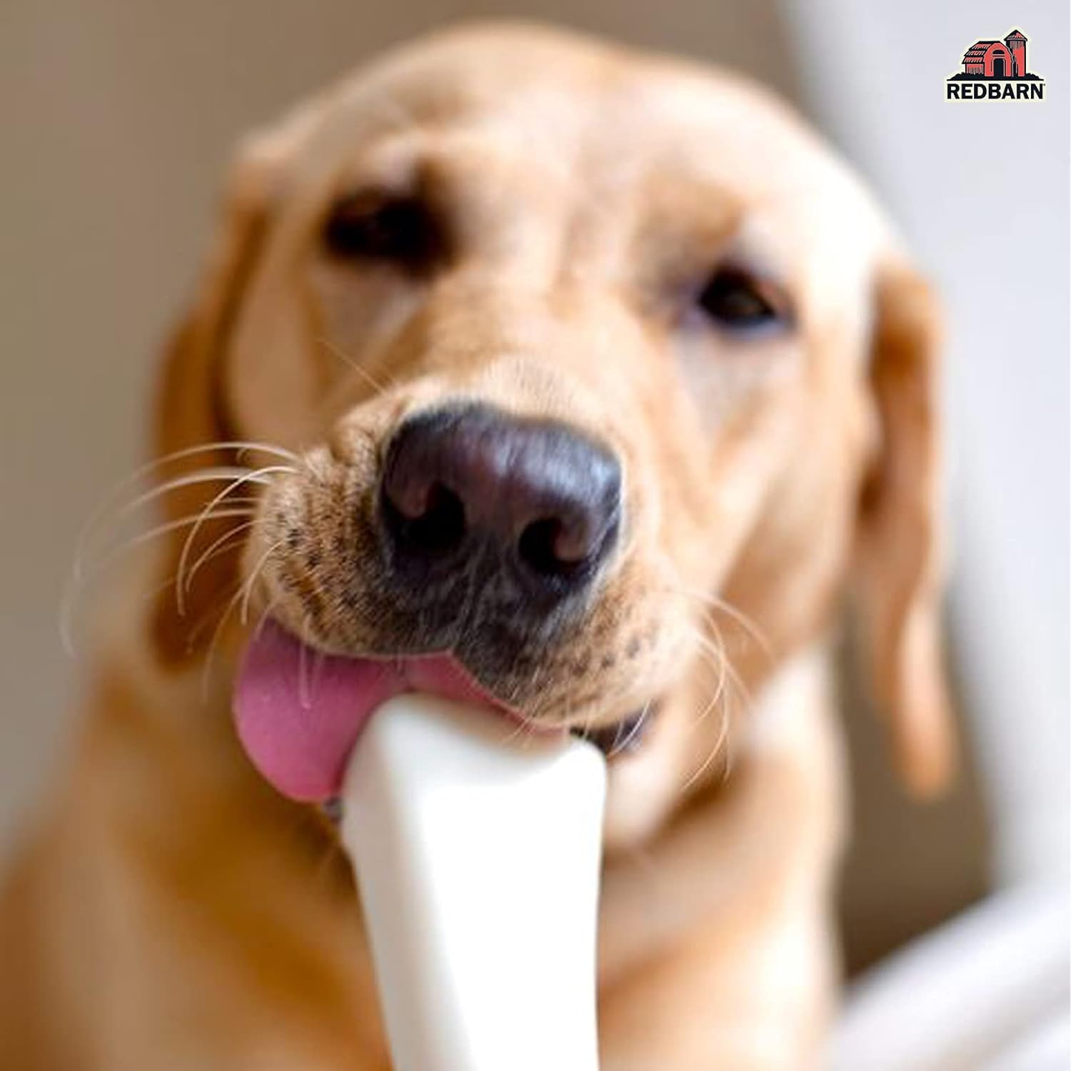 Redbarn White Bone for Dogs, Large (1-Count) : Pet Treat Bones : Pet Supplies