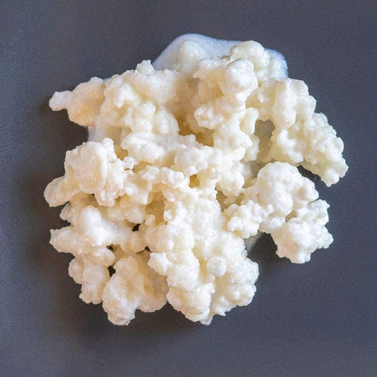 Freshly Fermented – Organic Certified Milk Kefir Grains Starter Culture, 10 Grams