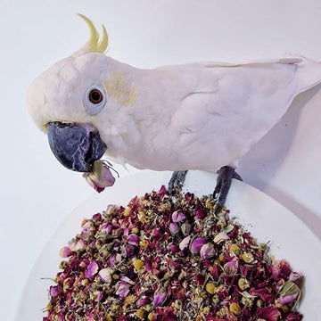 Polly`S Natural Floral Calm Complementary Parrot Food 70G