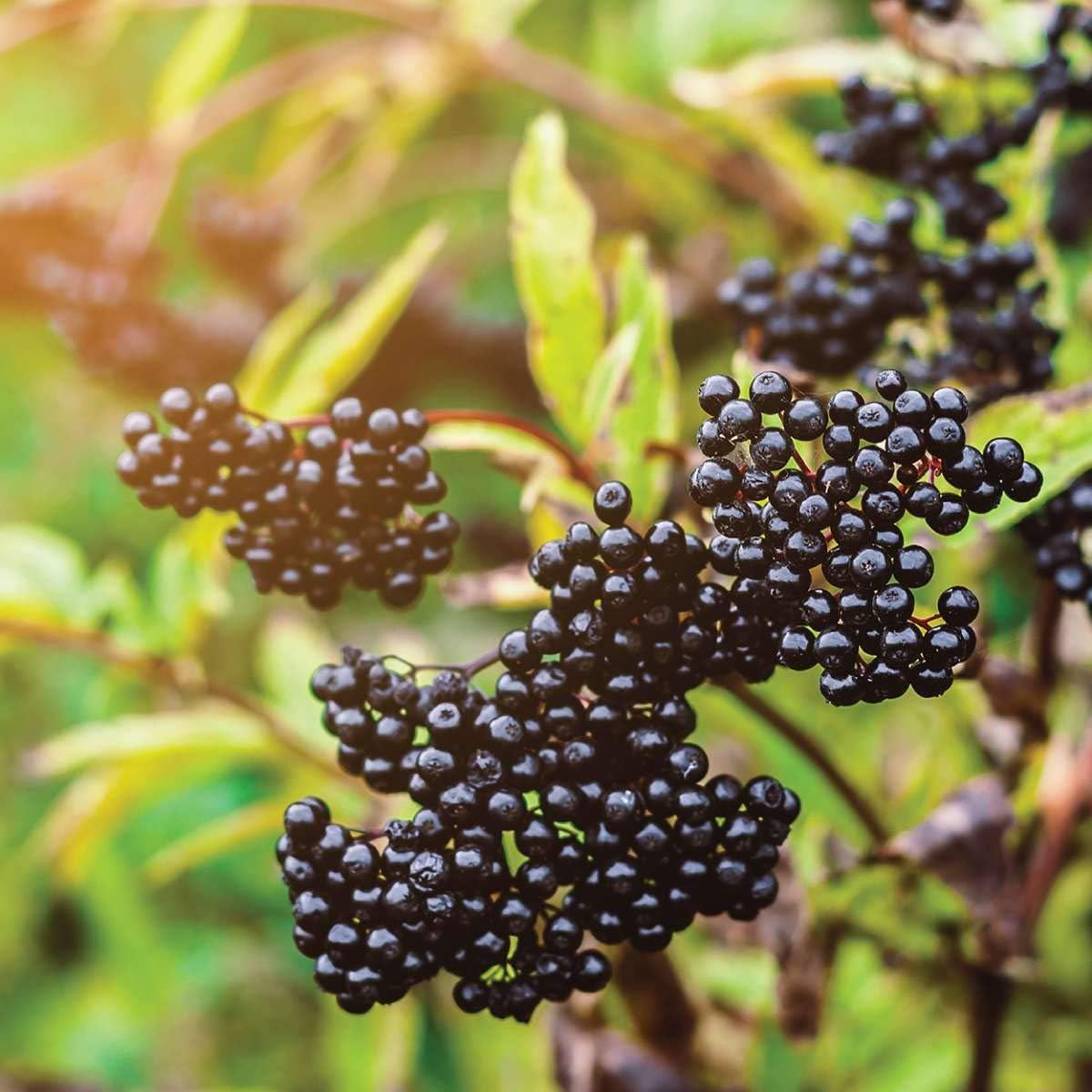 Natures Answer Sambucus Syrup Elderberry Kids Formula, 8 Ounce | Natural Immune Booster | Taste that Kids Love | Flu Season Support | Packed with Antioxidants : Health & Household