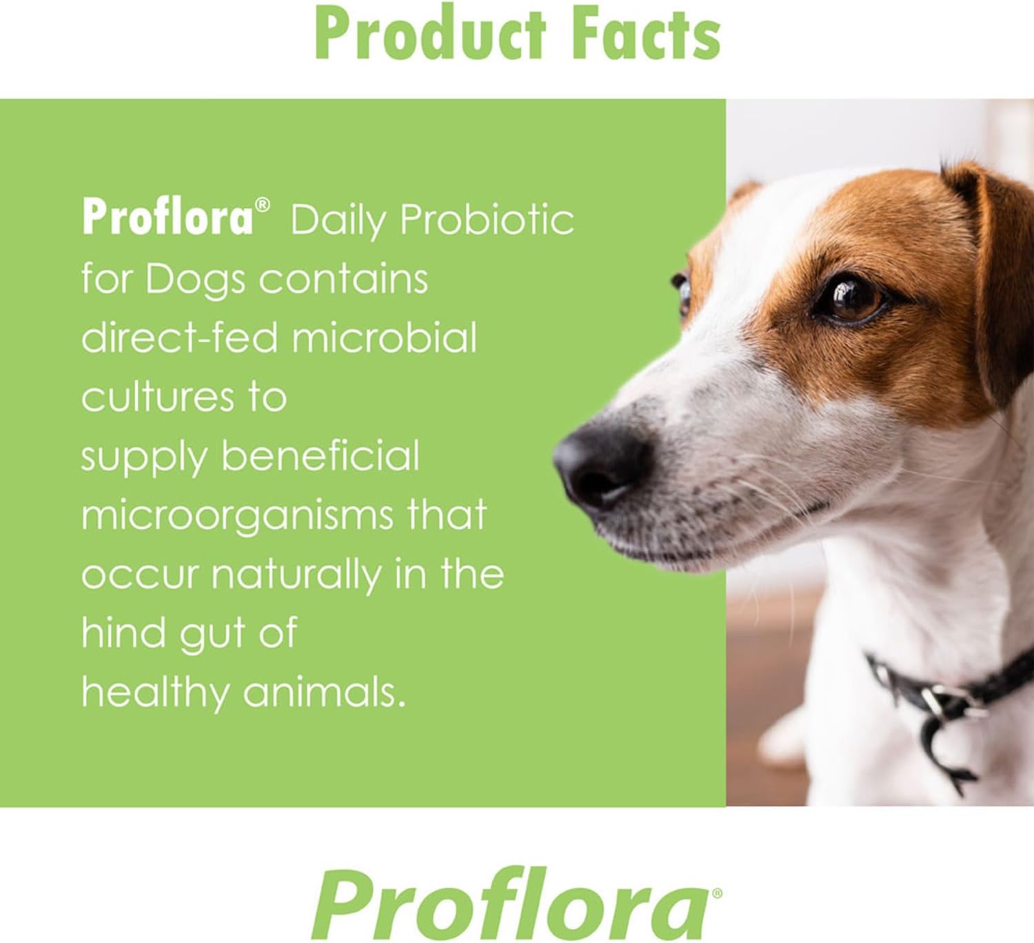 Proflora Probiotic For Dogs - Healthy Digestion - Boost Immune System - Normal Bowel Function - Skin And Coat Health - Supplement For Gi Tract - 90 Servings, 3-Pack : Pet Supplies
