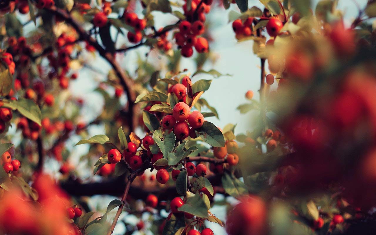 Whole Rosehips | Wild Harvest From Eastern Europe : Grocery & Gourmet Food