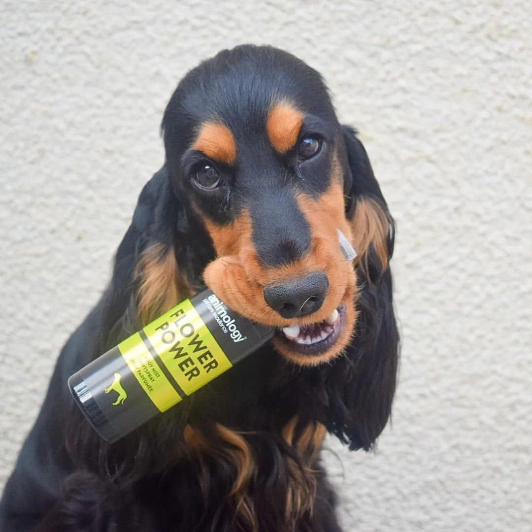 ANIMOLOGY Flower Power Dog Fragrance - Perfume Spray for Dogs - A Fragrance Mist with Long-lasting Notes of Rose and Jasmine - Vegan Friendly - 150 ml : Amazon.co.uk: Pet Supplies