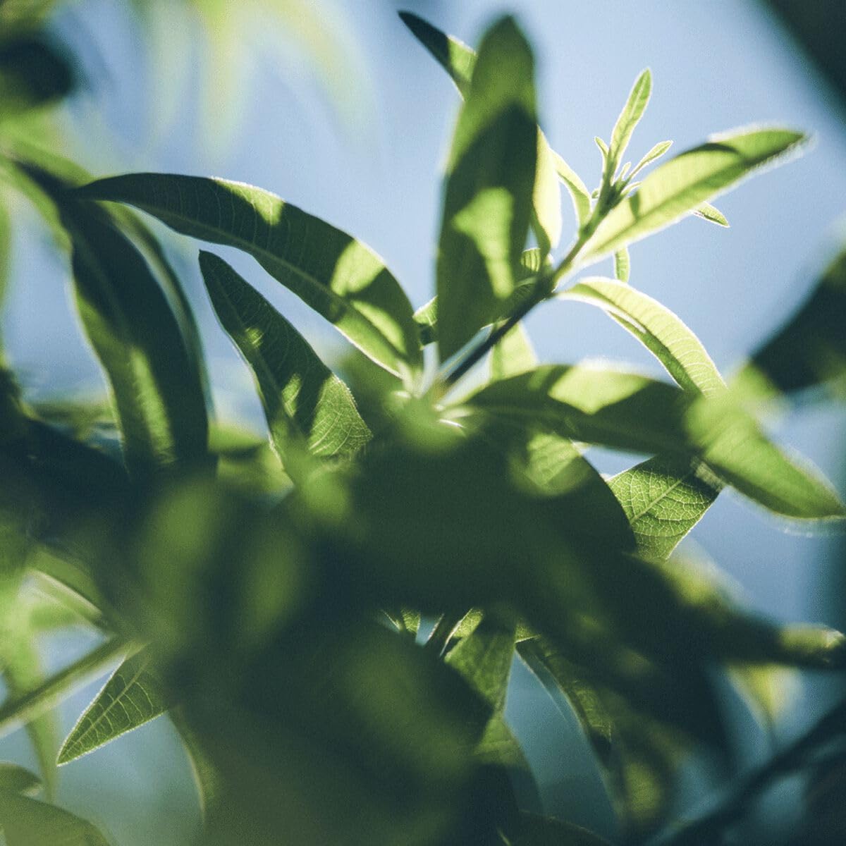 L'Occitane Verbena Foaming Bath 16.90 Fl. Oz : Beauty & Personal Care