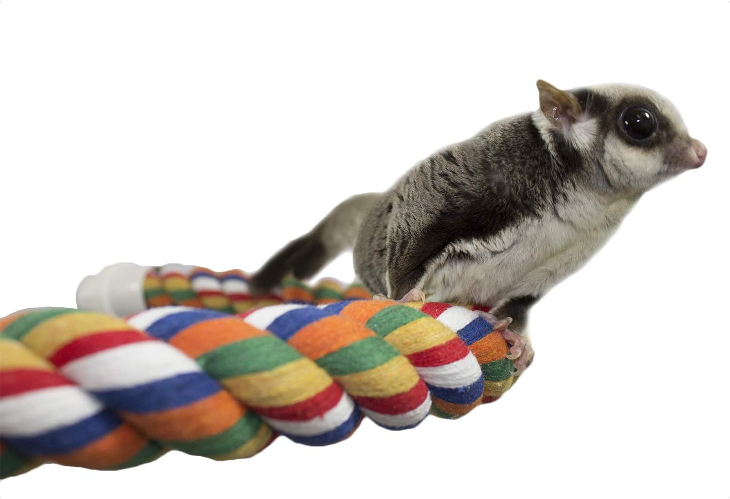 34 Inch Flex Rope (Large) - Bendable Fun Climbing Perch Cage Accessory Toy - Sugar Gliders, Squirrels, Degus, Marmosets, Monkeys, Parrots, Birds, Rats & Other Small Animals : Pet Supplies