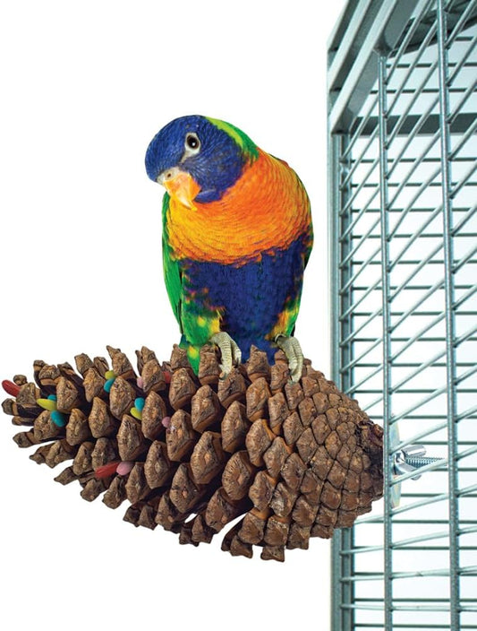 Pine Cone Perch and Party Fun Foraging Parrot Perch :Pet Supplies