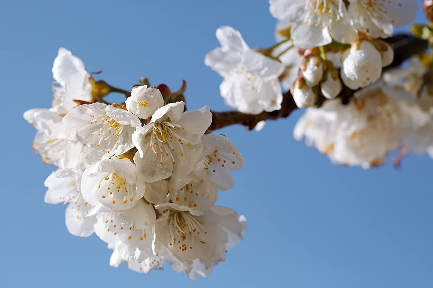 L'Occitane Delicate Cherry Blossom Hand Cream, Net Wt. 1 oz. : Beauty & Personal Care