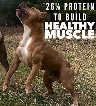 MVP K9 Formula Mass Weight Gainer for Dogs - Helps Promote Healthy Weight Gain, Size and Muscle in Dogs - Great for Skinny, Underweight, Picky Eaters. All Breed Formula, Made in USA (45 Servings)