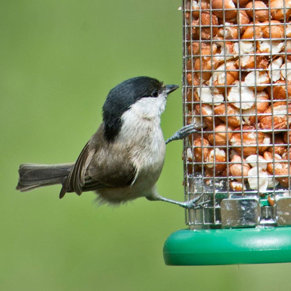 Ring-Pull Small Bird Feeder for Peanuts - Green :Garden