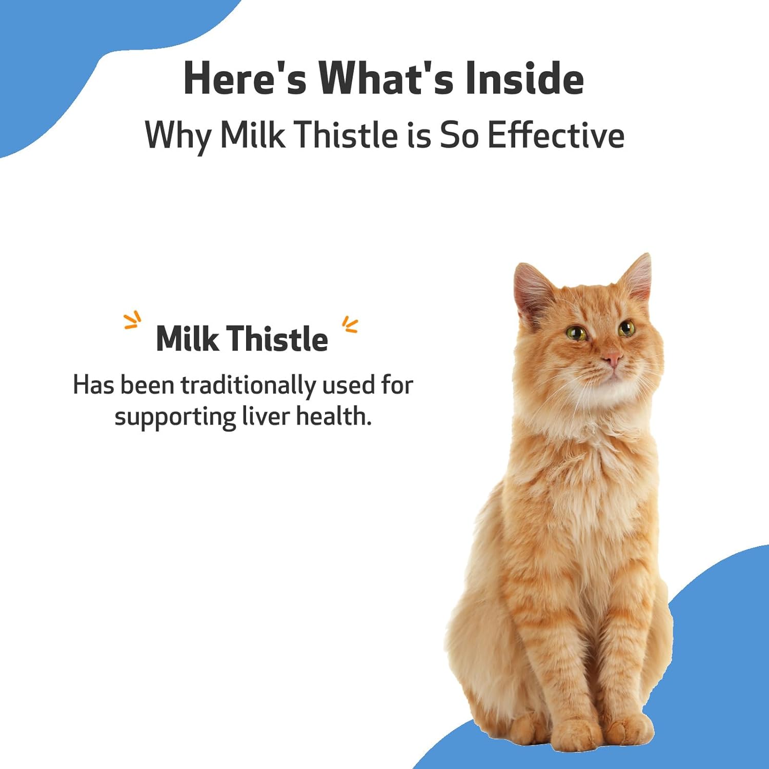 Pet Wellbeing Milk Thistle for Cats - Supports Liver Health, Protects Liver - Glycerin-Based Natural Herbal Supplement - 2 oz (59 ml) : Pet Supplies
