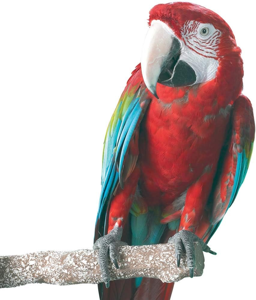 Beach Branch Perch Edible Parrot African Greys Conure Macaws Caique - Large