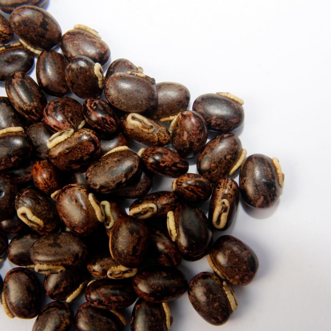 PURE ORIGINAL INGREDIENTS Mucuna Pruriens (2 lb), Pure and Natural, Non-GMO, Gluten-Free : Health & Household