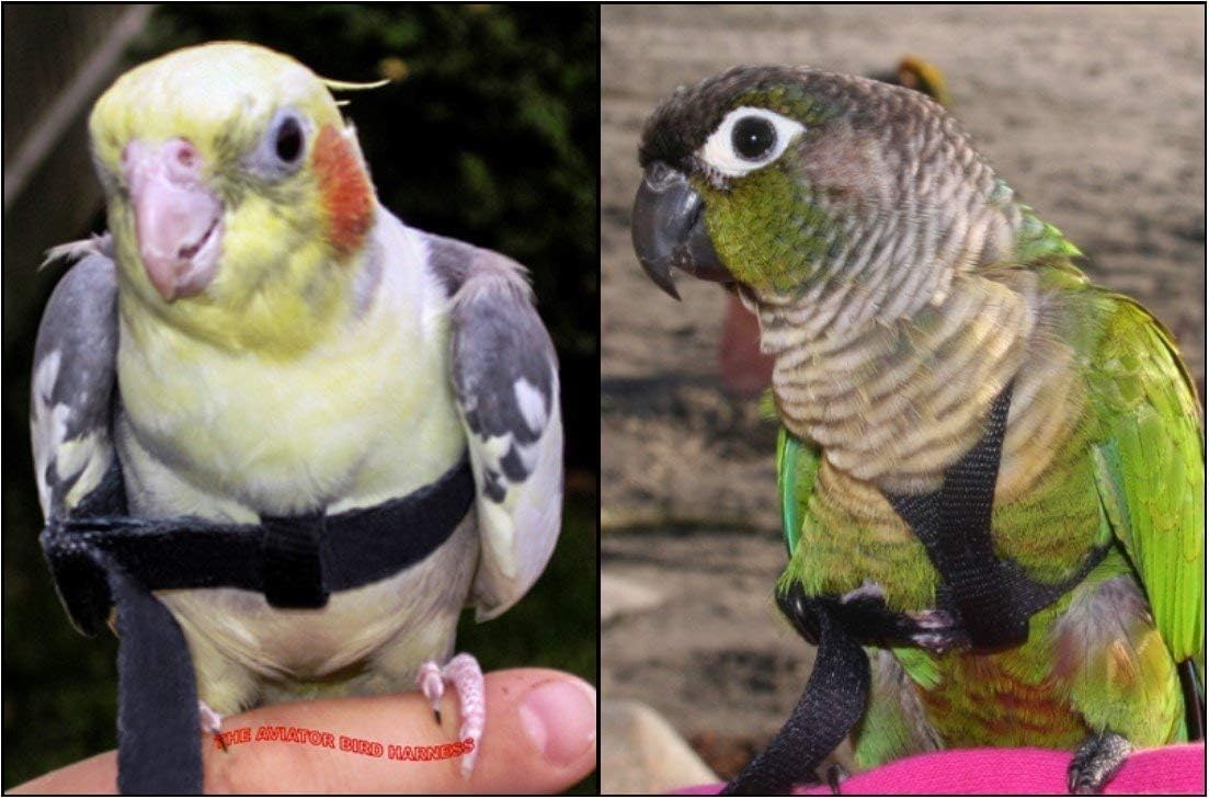 The AVIATOR Pet Bird Harness and Leash: Petite Green :Pet Supplies
