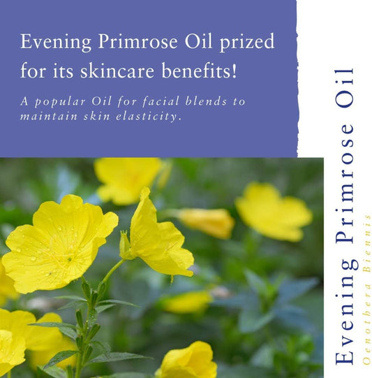 Absolute Aromas Evening Primrose (Oenothera Biennis) Oil 50Ml - Pure, Natural, Cold-Pressed, Gmo-Free Vegan And Cruelty Free – Moisturising Carrier Oil For Body And Facial Massage