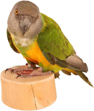 Platform Parrot Perch with Treat Well