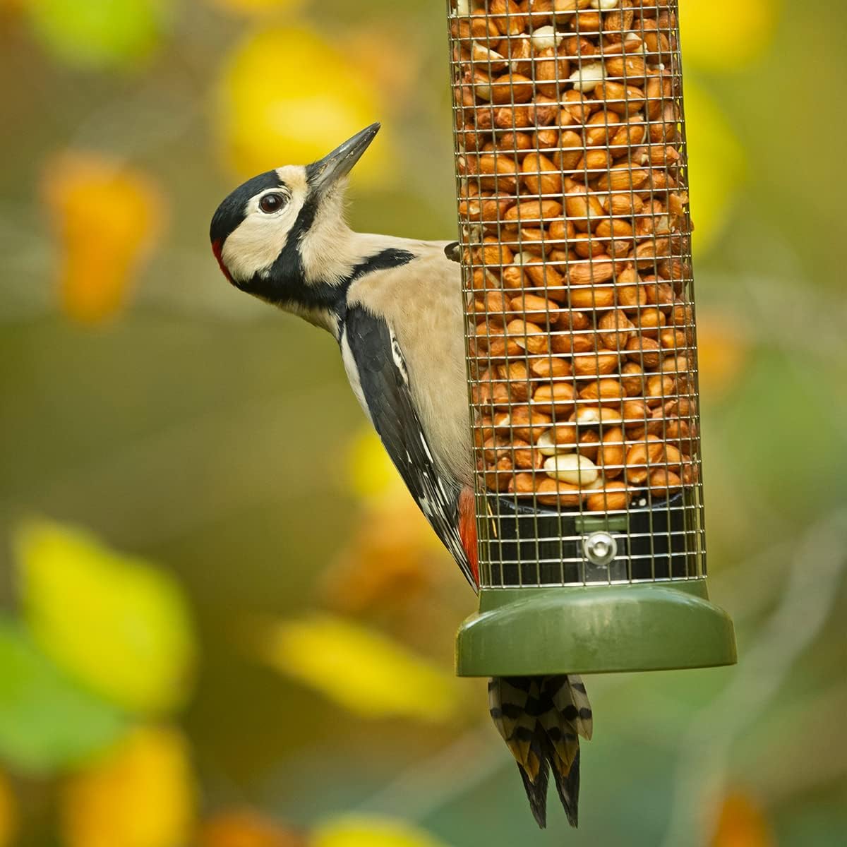 Medium Metal Peanut Bird Feeder for Garden and Wild Birds - Jacobi Jayne® Ring-Pull® Click Medium Peanut Feeder, Green - Heavy Duty Metal Bird Feeder Perfect for Offering Peanuts :Garden