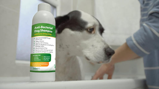 Aqueos Dog Shampoo | Antibacterial, Antiviral & Antifungal | Anti-Itch | Smelly Dogs | Itchy Dogs | Skin Irritations | Skin Soothing | 200 Ml