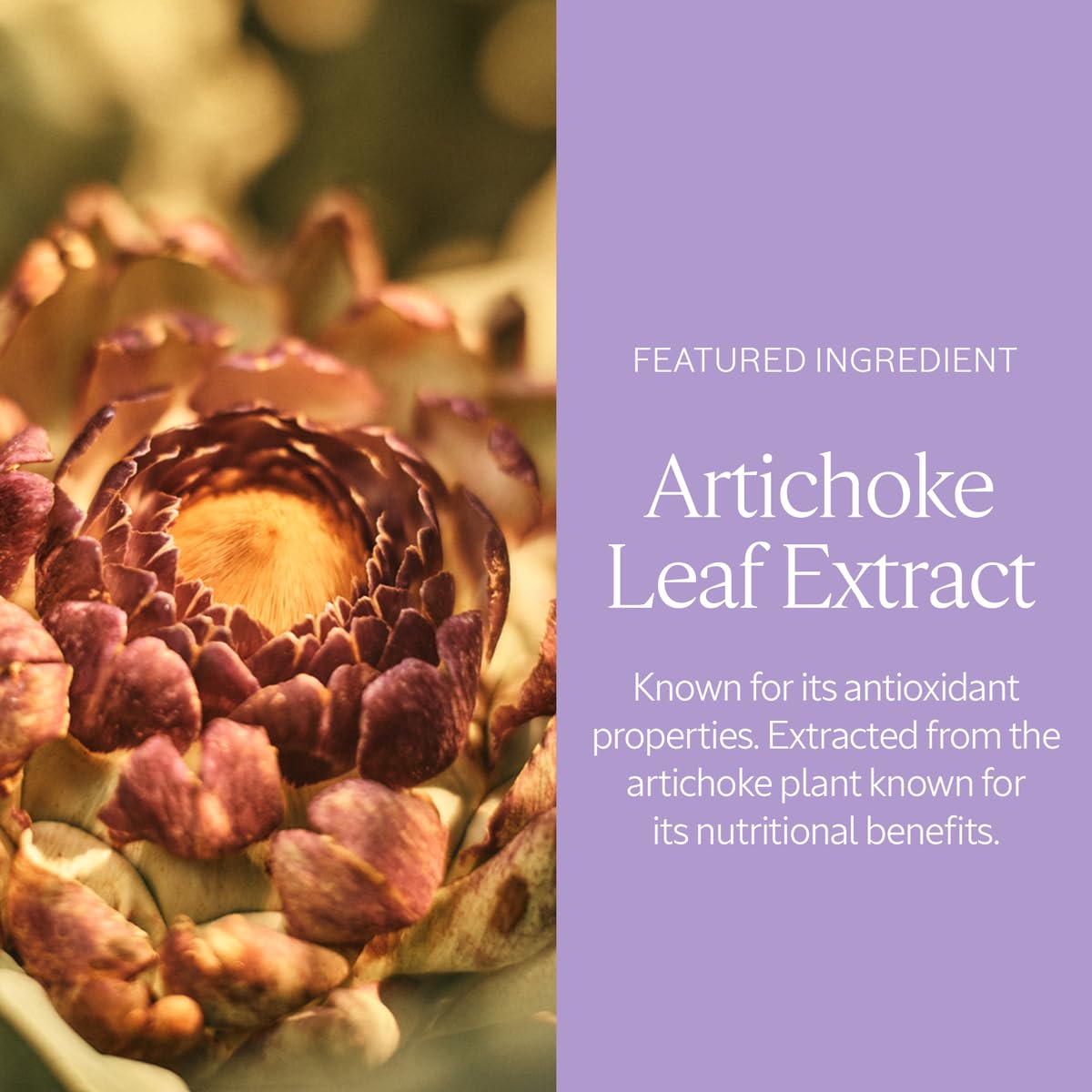 L'Occitane Artichoke Body Scrub 7.00 Oz : Beauty & Personal Care