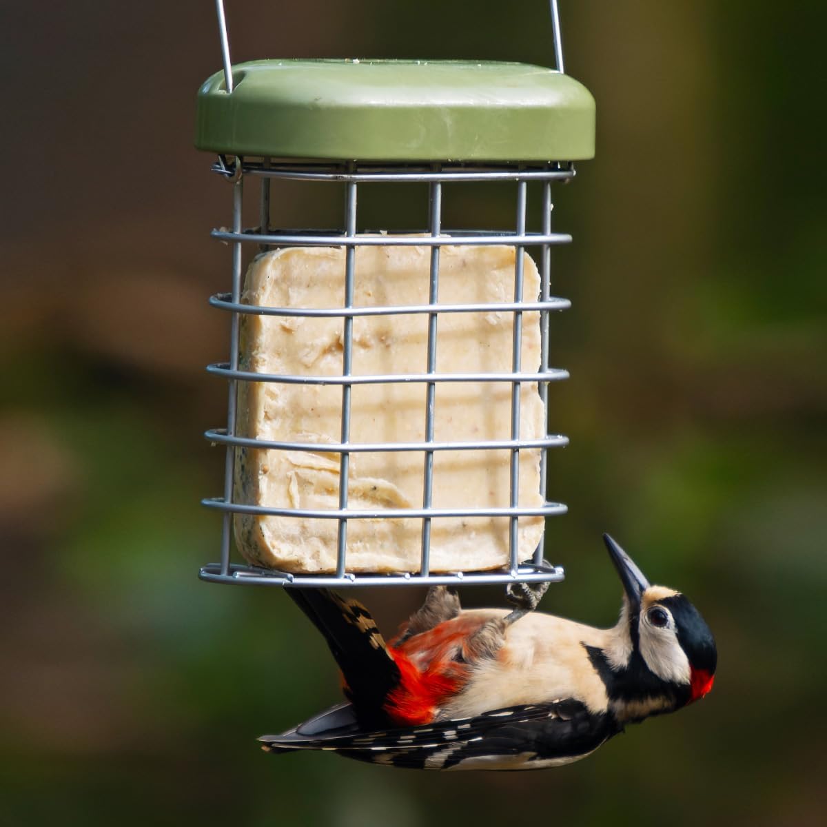 Suet Blocks For Wild Birds - Jacobi Jayne® See the Difference™ Wild Bird Food - Pack of 2 x 340g - Bird Food Suet Blocks with Peanuts - 100% British & Irish Beef Suet :Garden