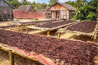 10 Costa Rican Vanilla Beans Whole Grade A Vanilla Pods For Homemade Vanilla Extract, Baking, Ice Cream, Flavoring, & Vanilla Powder