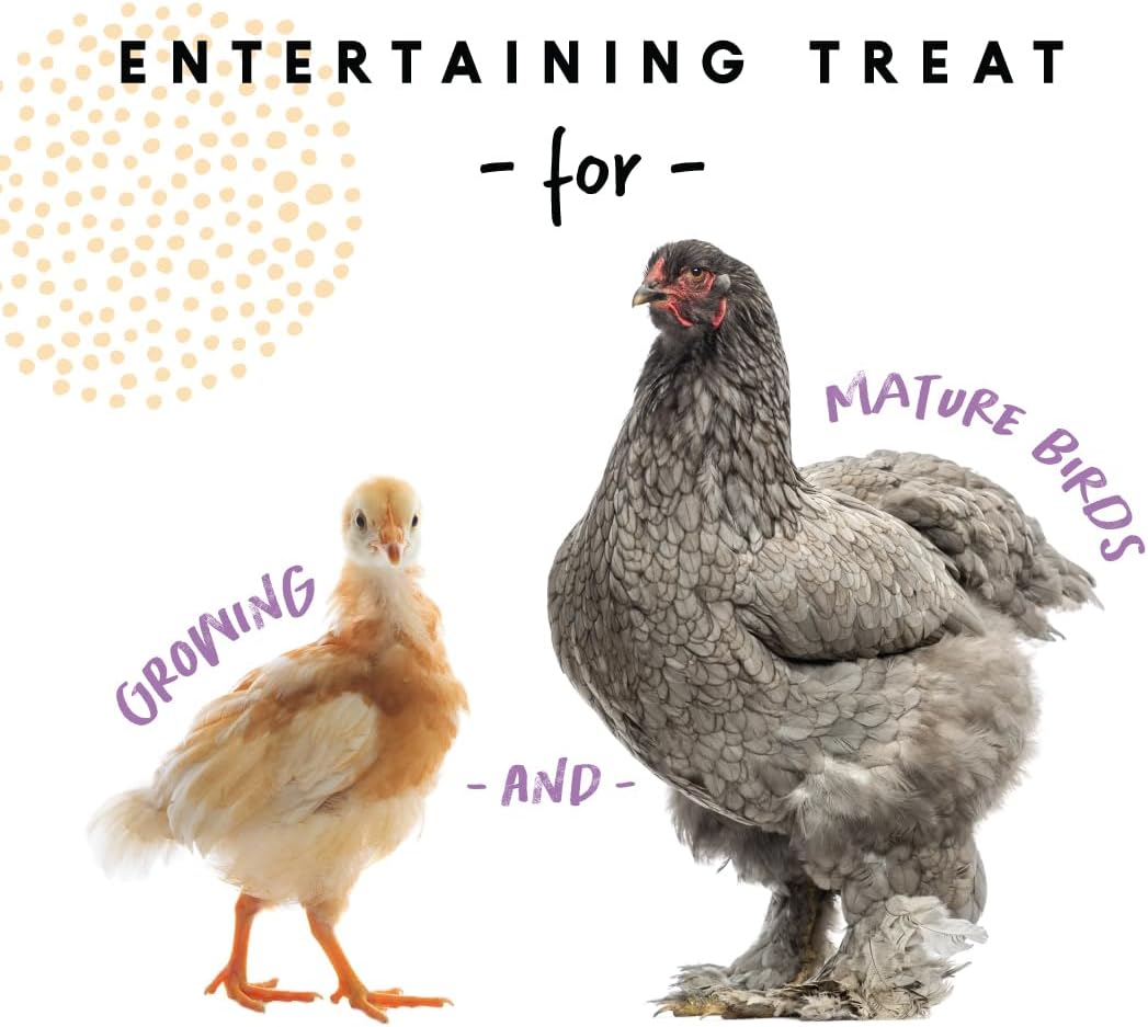 Manna Pro Chicken Scratch - USA Purple Corn, Treat for Chicken Coop, Duck Food, Chicken Supplies - 10 Pounds : Pet Supplies
