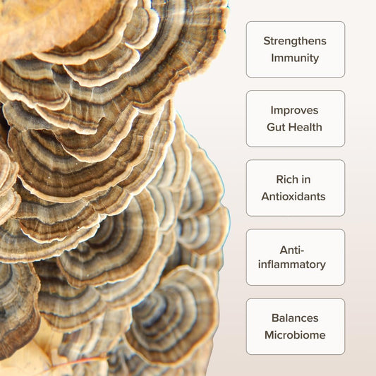 Turkey Tail Mushroom Capsules I Gut Health And Immunity (120 Capsules)